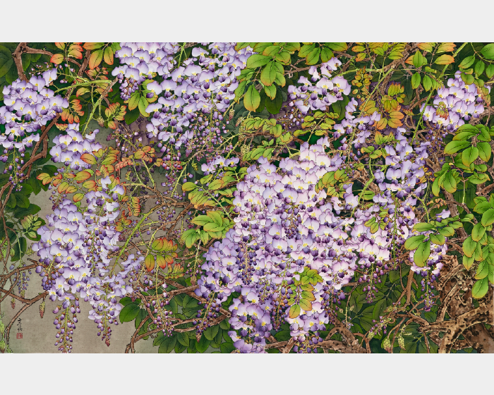  紫藤花