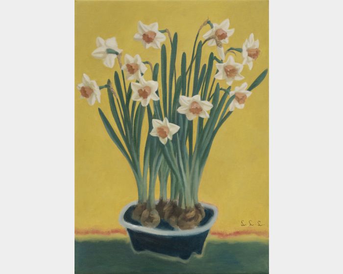 水仙花 Narcissus 