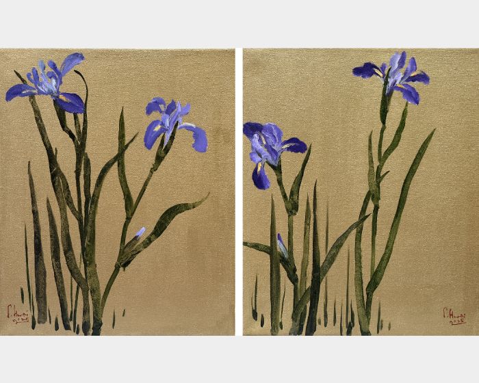 金色鳶尾