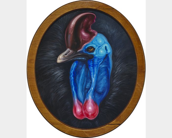 食火雞 Cassowary