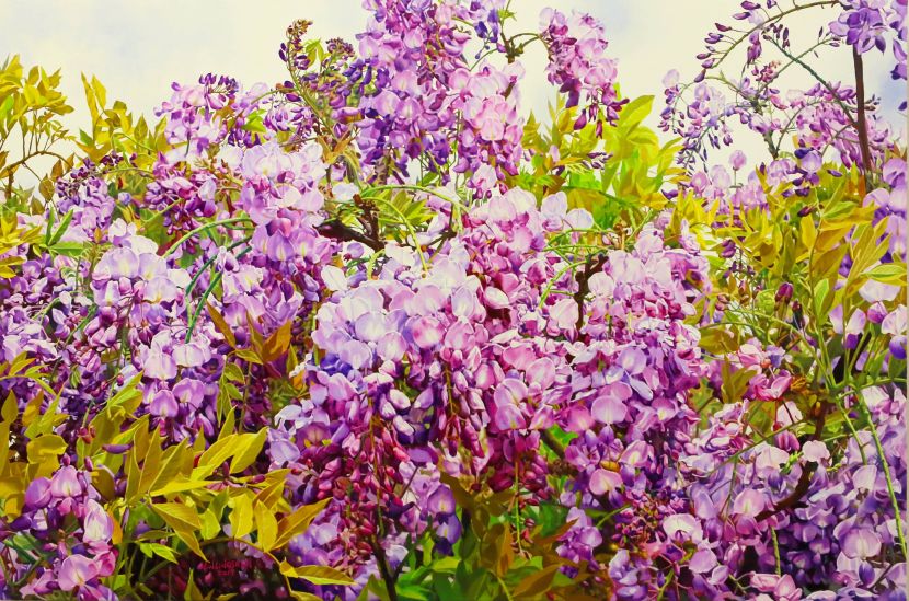 紫藤之二 wisteria