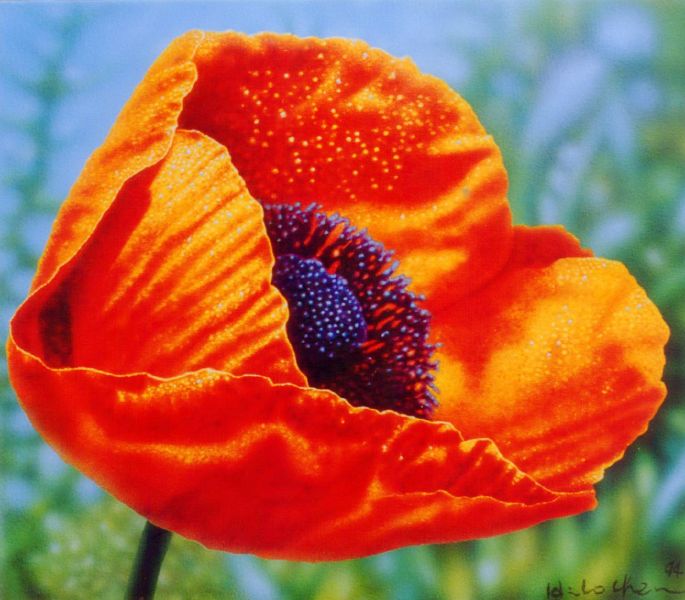 罂粟花 poppy flowers